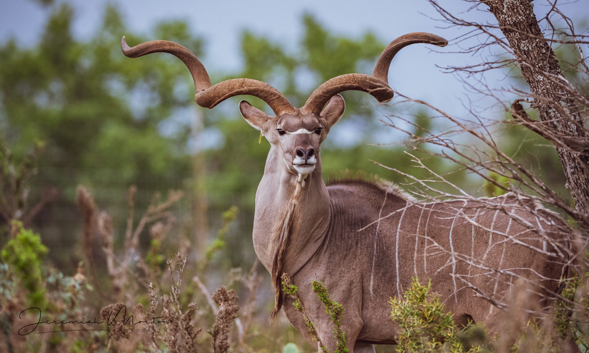 Texas Premium Game Breeders